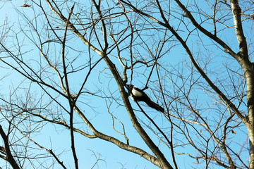 A magpie and tree