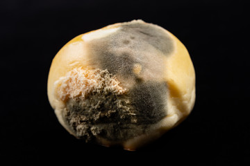 moldy bun on black background
