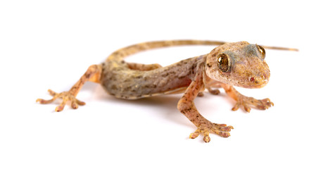 lizard close up on a white background