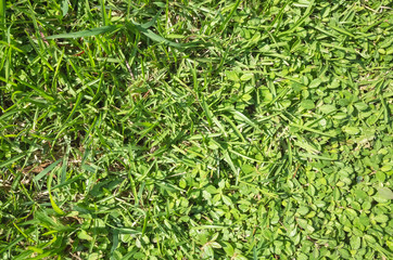 grassland texture background