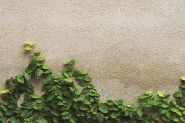 Crimbing Fig on Rough Surface Cement Plaster Wall