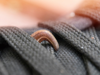 Land leeches or Slug (Haemadipsa sylvestris) is moving on my shoe