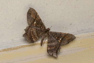Macro image nature and unique moth of Sabah, Borneo