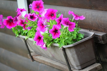 Purple petunia flowers in pot on windowsill in spring time. Shallow depth of field