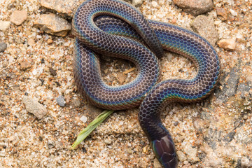 Macro image and Detail of shiny Schmidt's Reed Snake from Borneo , Beautiful Snake