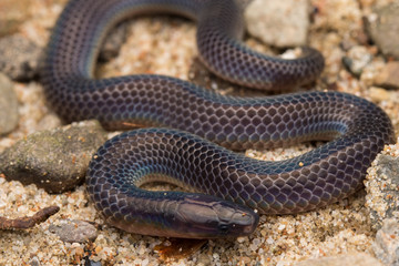 Macro image and Detail of shiny Schmidt's Reed Snake from Borneo , Beautiful Snake