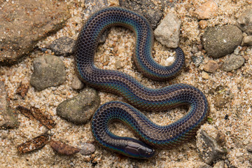 Macro image and Detail of shiny Schmidt's Reed Snake from Borneo , Beautiful Snake