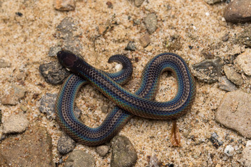 Macro image and Detail of shiny Schmidt's Reed Snake from Borneo , Beautiful Snake