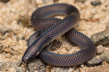 Macro image and Detail of shiny Schmidt's Reed Snake from Borneo , Beautiful Snake