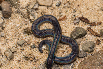 Macro image and Detail of shiny Schmidt's Reed Snake from Borneo , Beautiful Snake