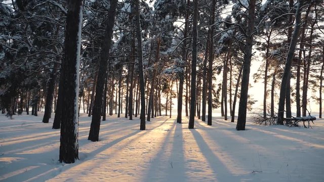 Winter snowy forest at sunset. Beautiful pine forest in the snow