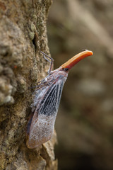 lantern bug is a insect on tree fruits at Sabah, Borneo. Also is a rare species bug in Sabah, Borneo 