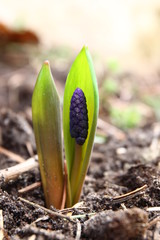 A little purple muscari with young green leaves is blooming in spring 