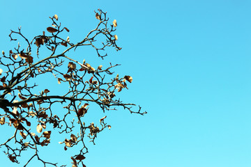 The trees look thin with most of their leaves fallen.