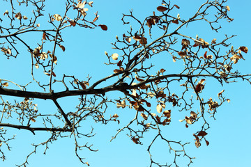 Trees naked of leaves