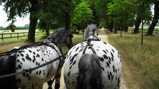 Appaloosa Pferde