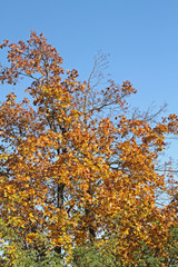 Ahorn in Herbstfarben