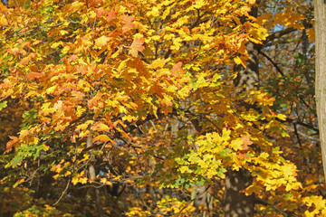 Ahorn in Herbstfarben