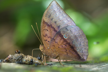 Obraz premium Nature Macro Image of beautiful Butterfly of Borneo, Butterfly image Suitable for wallpaper use