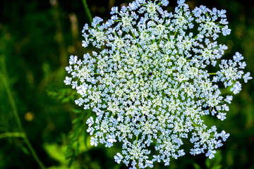 Queen Anne's Lace