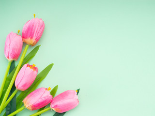 Pink tulips green paper background