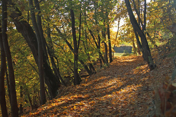 Naklejka premium Herbstwald