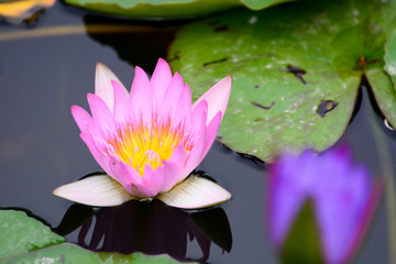 lotus, flower, beautiful, pink, nature, green, summer, background, white, water, tropical, blossom, flora, bloom, botany, peace, oriental, pond, aquatic, waterlily, landscape, leaf, beauty, blooming, 
