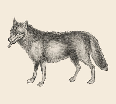 Wolf in vintage style illustration