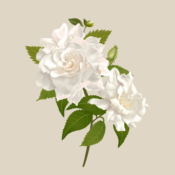White gardenia flowers illustration