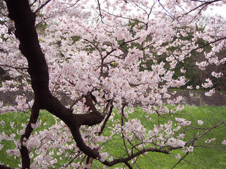 東京の桜