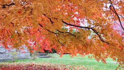 maple tree in the park
