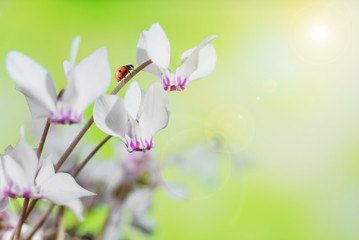 White wild cyclamen and ladybug