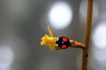 Cute ladybug staying in flower plant, in Taiwan © chienmuhou