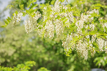 White acacia flowers