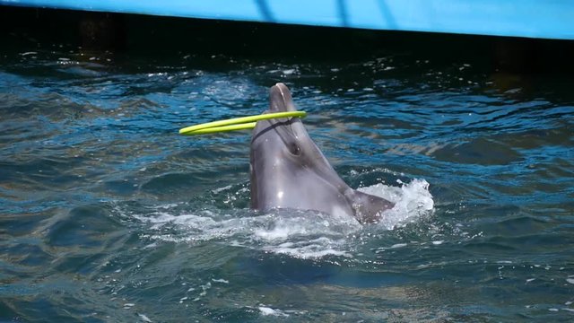 Dolphin rotates hoop in the pool. Sea dwellers, mammals.