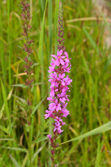 Lythrum Anceps