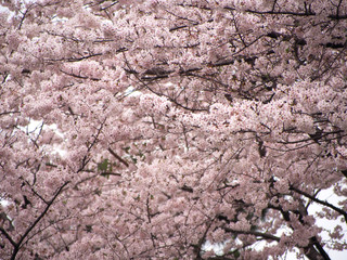 東京の桜