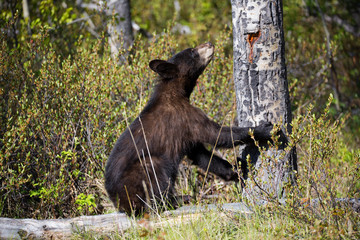 Schwarbär black bear wildlife