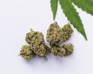 Tangie strain marijuana buds with green cannabis leaf on white background