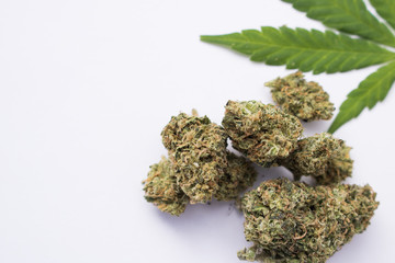 Tangie strain marijuana buds with cannabis leaf on white background