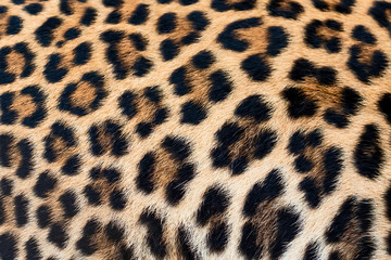Detail skin of leopard.