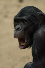Closeup of a female bonobo yawning