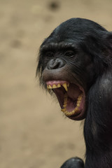 Closeup of a female bonobo yawning