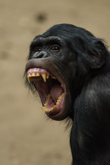 Closeup of a female bonobo yawning