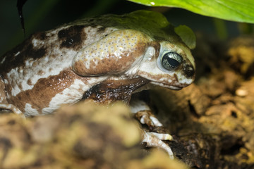 Cane toad eating its old skin