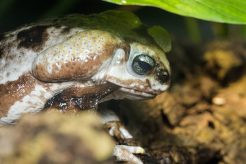 Cane toad eating its old skin