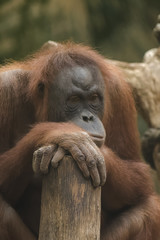 Obraz premium Closeup of a young female orangutan
