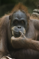 Closeup of a young female orangutan