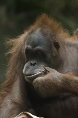 Closeup of a young female orangutan