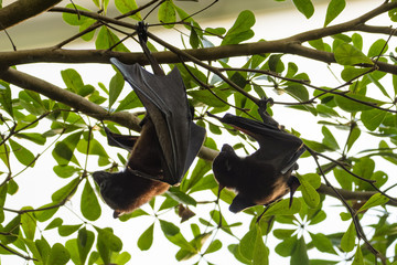 Small flying fox hanging from a tree in the rainforest